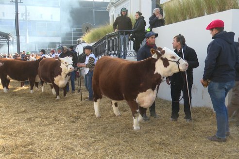 Postales Expo Rural Palermo 2025