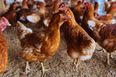 Avicultores de huevos chaqueños apuestan a las buenas prácticas para crecer en la escala familiar