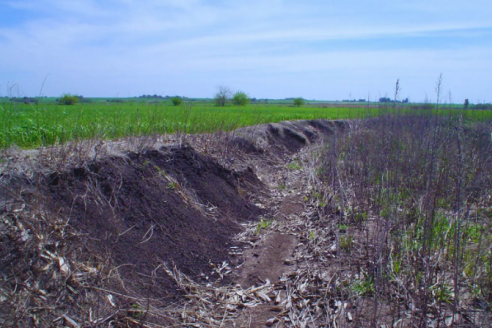 Con un celular es posible medir muy bien la presencia de fósforo en suelo