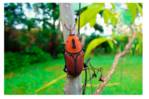 Para prevenir ataques del picudo, decomisaron palmeras en Chajarí