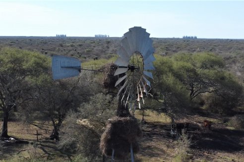 Visita a Palmas Altas una Estancia de Villaguay con mucho monte donde le ganaron la pelea a la garrapata