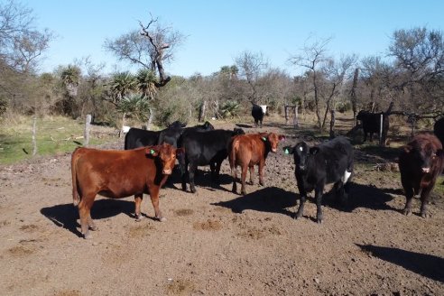 Visita a Palmas Altas una Estancia de Villaguay con mucho monte donde le ganaron la pelea a la garrapata