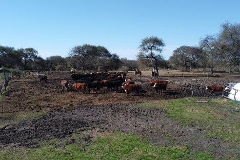 Visita a Palmas Altas una Estancia de Villaguay con mucho monte donde le ganaron la pelea a la garrapata