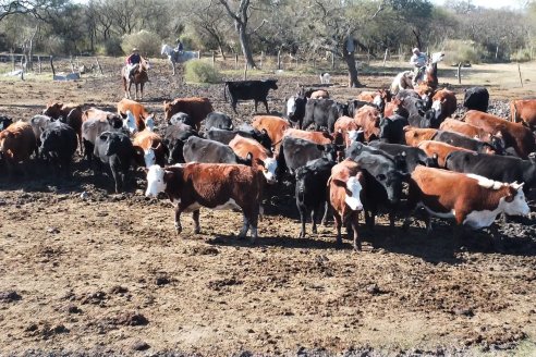 Visita a Palmas Altas una Estancia de Villaguay con mucho monte donde le ganaron la pelea a la garrapata