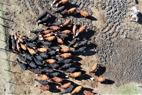 Visita a Palmas Altas una Estancia de Villaguay con mucho monte donde le ganaron la pelea a la garrapata