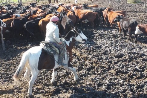 Visita a Palmas Altas una Estancia de Villaguay con mucho monte donde le ganaron la pelea a la garrapata