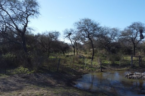 Visita a Palmas Altas una Estancia de Villaguay con mucho monte donde le ganaron la pelea a la garrapata