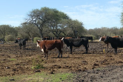 Visita a Palmas Altas una Estancia de Villaguay con mucho monte donde le ganaron la pelea a la garrapata