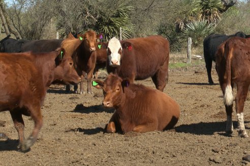 Visita a Palmas Altas una Estancia de Villaguay con mucho monte donde le ganaron la pelea a la garrapata
