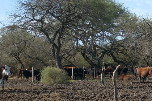 Visita a Palmas Altas una Estancia de Villaguay con mucho monte donde le ganaron la pelea a la garrapata