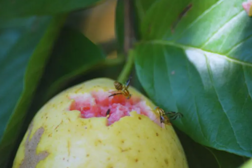 El jueves capacitan sobre combate contra mosca de los frutos