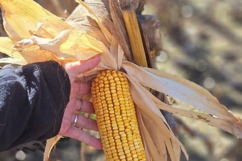 Illinois Semillas, una fuerza que impulsa el maíz