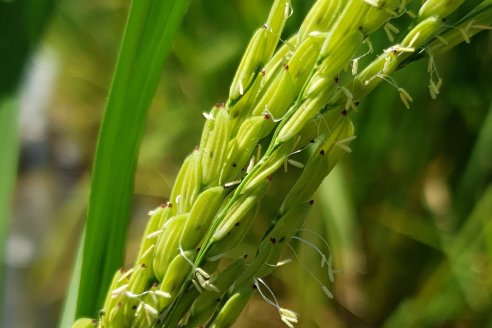 Aapresid detectó una maleza derivada del arroz cultivado