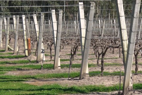 Visita a Bodega Siandra Hermanos - La Criolla, Entre Ríos
