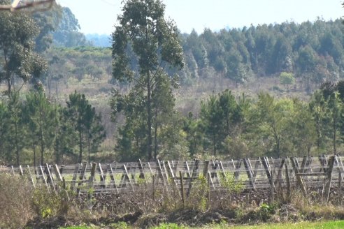 Visita a Bodega Siandra Hermanos - La Criolla, Entre Ríos