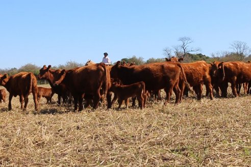 Dia de Campo de Cabaña Los Ramones de Emimai SA - Previo al 2° Remate Anual ANGUS DE PRIMERA