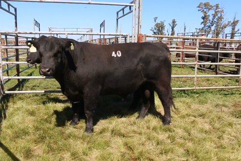 Dia de Campo de Cabaña Los Ramones de Emimai SA - Previo al 2° Remate Anual ANGUS DE PRIMERA