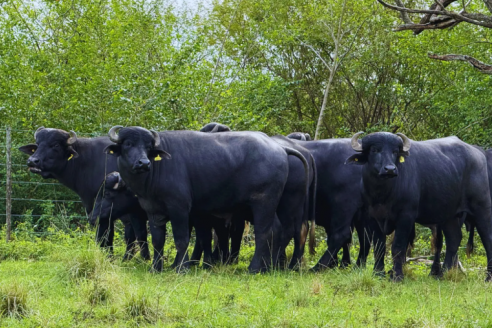 Con un exelente perfil nutricional, los búfalos suman valor al campo