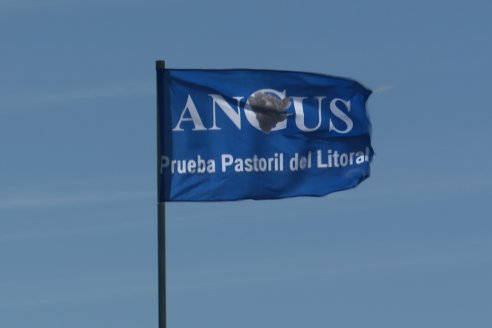 3° Jura Fenotípica de la 9° Prueba Pastoril Angus del Litoral