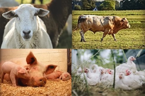 La soja como clave en la alimentación animal y el valor agregado, se ubica al centro del debate entre expertos