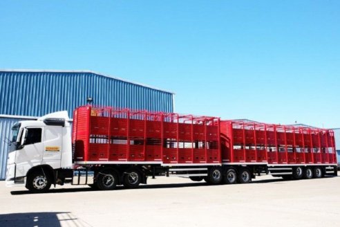 Las vacas fueron habilitadas para "viajar" en bitrenes