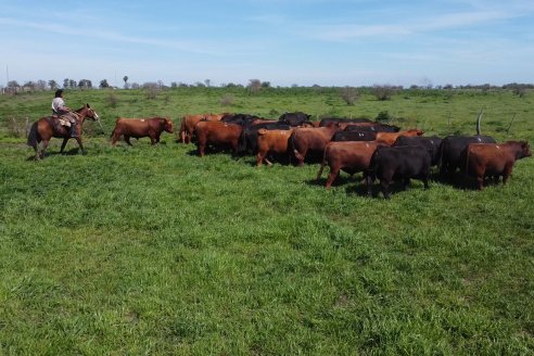 Los precios de la carne suben a muy buen ritmo, pero durante enero bajó 10% la faena de vacunos