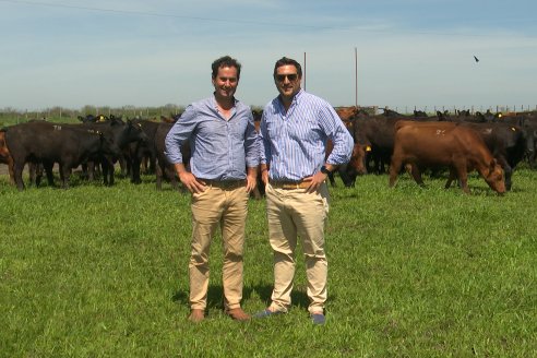 "Don Pastor" muestra los Angus que rematan el 9 de octubre en la Rural