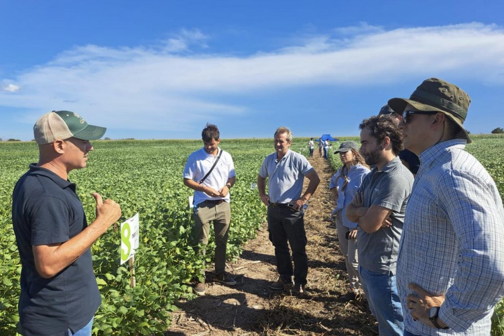 Para 2029, proyectan 2,5 millones de hectáreas cultivadas con Sembrá Evolución