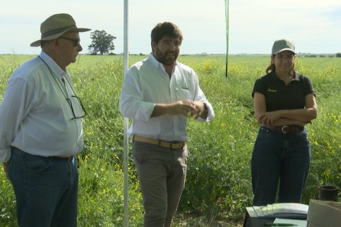 Carinata: Jornada a Campo de Nufarm y Agrofe Campo en Cerrito