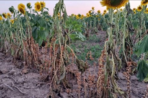 Entre Ríos toma medidas para prevenir el ataque de una plaga que afecta al cultivo de girasol