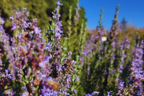 Presentan un nuevo cultivar de planta de romero con sello INTA