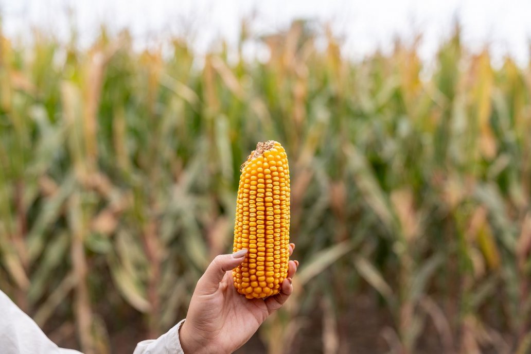 La genética tardía está desarrollada con mejores estándares La genética tardía está desarrollada con mejores estándares