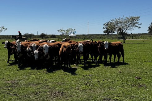 Anticipan el tercer año consecutivo de caída del rodeo vacuno