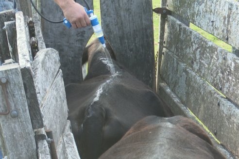 Campo Che Reta - Departamento Villaguay - Combate de garrapata en ganado bovino