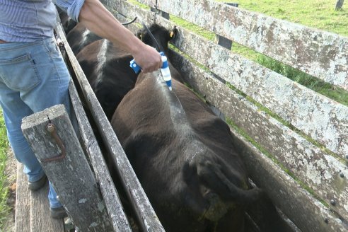 Campo Che Reta - Departamento Villaguay - Combate de garrapata en ganado bovino