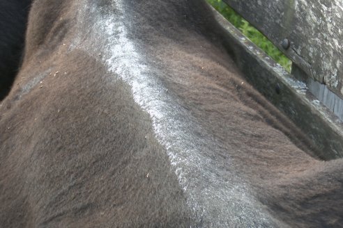 Campo Che Reta - Departamento Villaguay - Combate de garrapata en ganado bovino