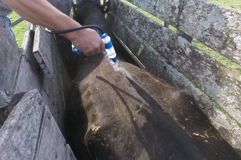 Campo Che Reta - Departamento Villaguay - Combate de garrapata en ganado bovino