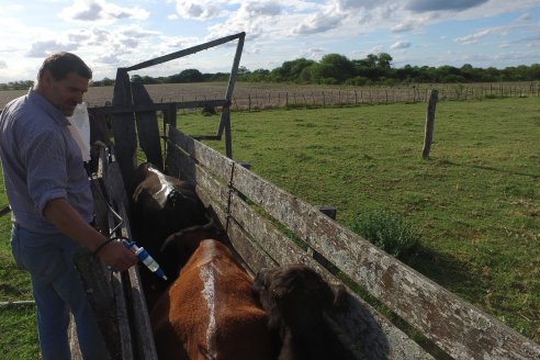 Campo Che Reta - Departamento Villaguay - Combate de garrapata en ganado bovino