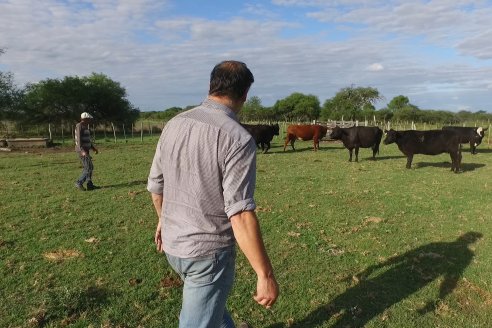 Campo Che Reta - Departamento Villaguay - Combate de garrapata en ganado bovino