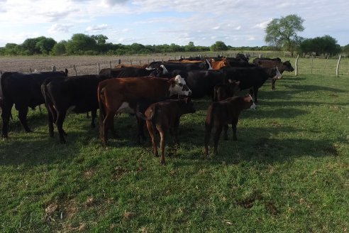 Campo Che Reta - Departamento Villaguay - Combate de garrapata en ganado bovino