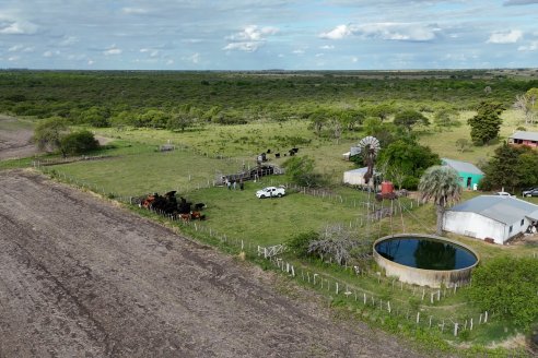 Campo Che Reta - Departamento Villaguay - Combate de garrapata en ganado bovino