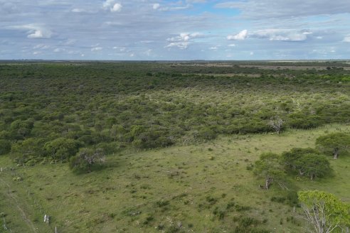 Campo Che Reta - Departamento Villaguay - Combate de garrapata en ganado bovino