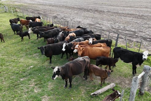 Campo Che Reta - Departamento Villaguay - Combate de garrapata en ganado bovino
