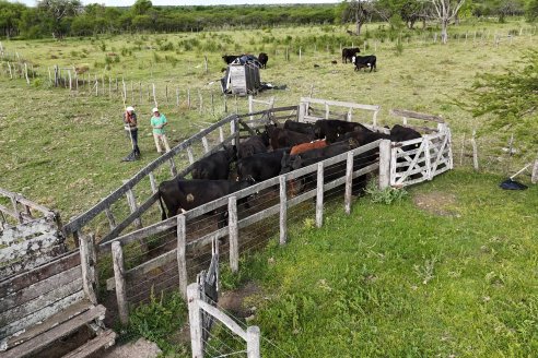 Campo Che Reta - Departamento Villaguay - Combate de garrapata en ganado bovino