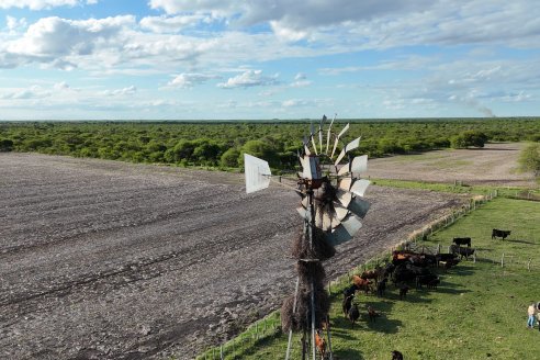 Campo Che Reta - Departamento Villaguay - Combate de garrapata en ganado bovino