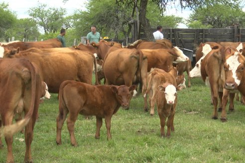 Campo El Rincón - Departamento Villaguay - Combate de garrapata en ganado bovino