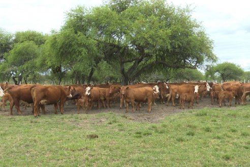 Campo El Rincón - Departamento Villaguay - Combate de garrapata en ganado bovino