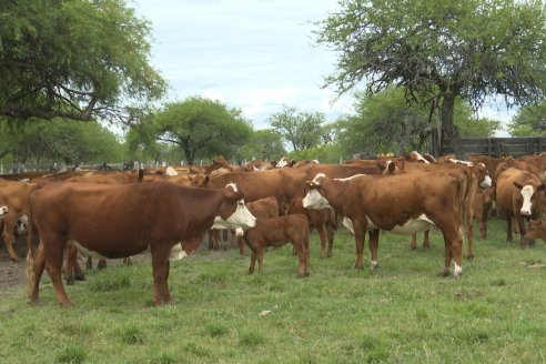 Campo El Rincón - Departamento Villaguay - Combate de garrapata en ganado bovino
