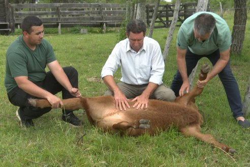 Campo El Rincón - Departamento Villaguay - Combate de garrapata en ganado bovino