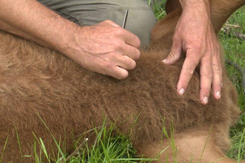 Campo El Rincón - Departamento Villaguay - Combate de garrapata en ganado bovino